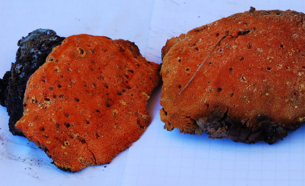 Auriporia aurulenta...